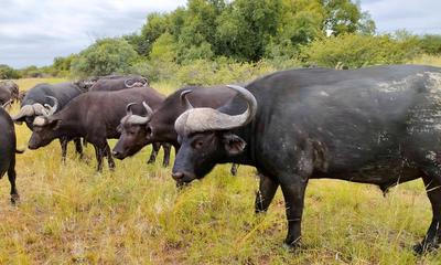 Farm For Sale in Naauwpoort, Cullinan Rural, Cullinan