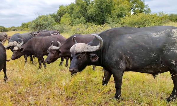 Property For Sale in Naauwpoort, Cullinan Rural, Cullinan
